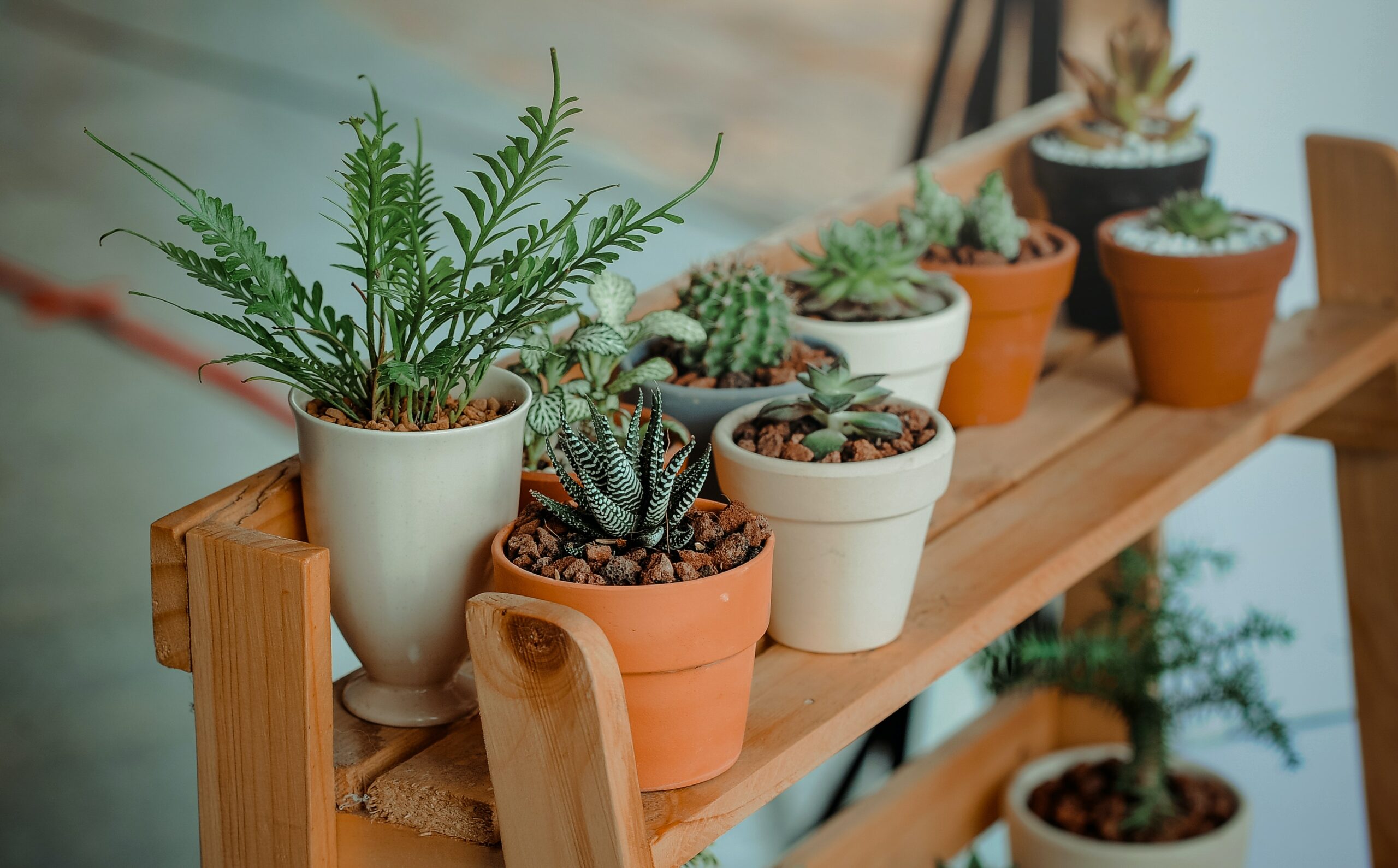 Easy to grow plants to add around your home