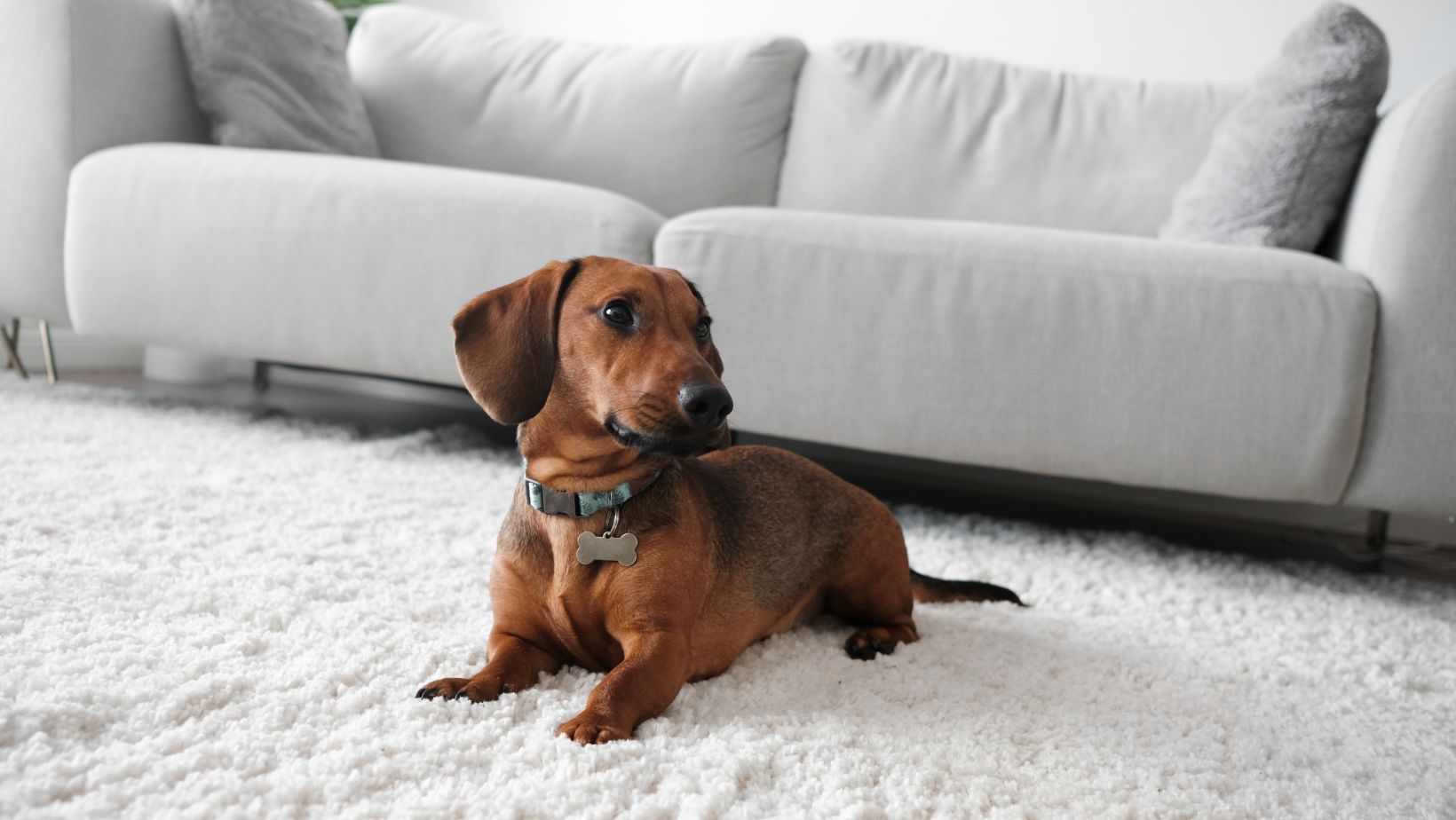 How to get dog pee out of a wool rug