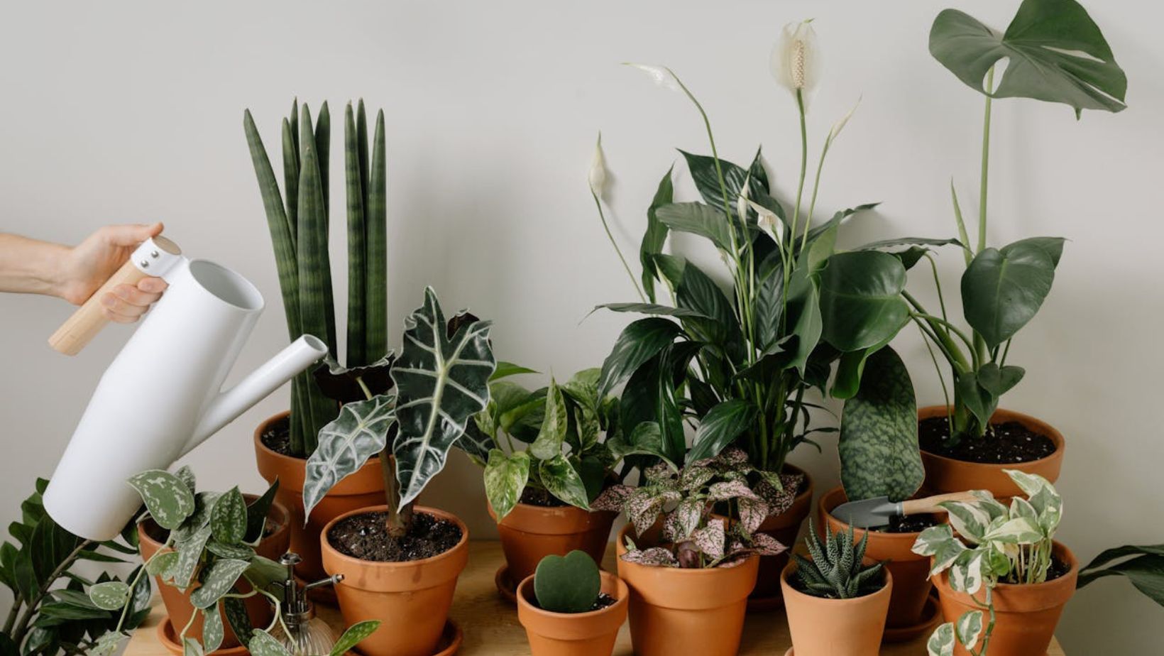 Potted plants, greenery in terracotta pots, the person holding a white watering can.