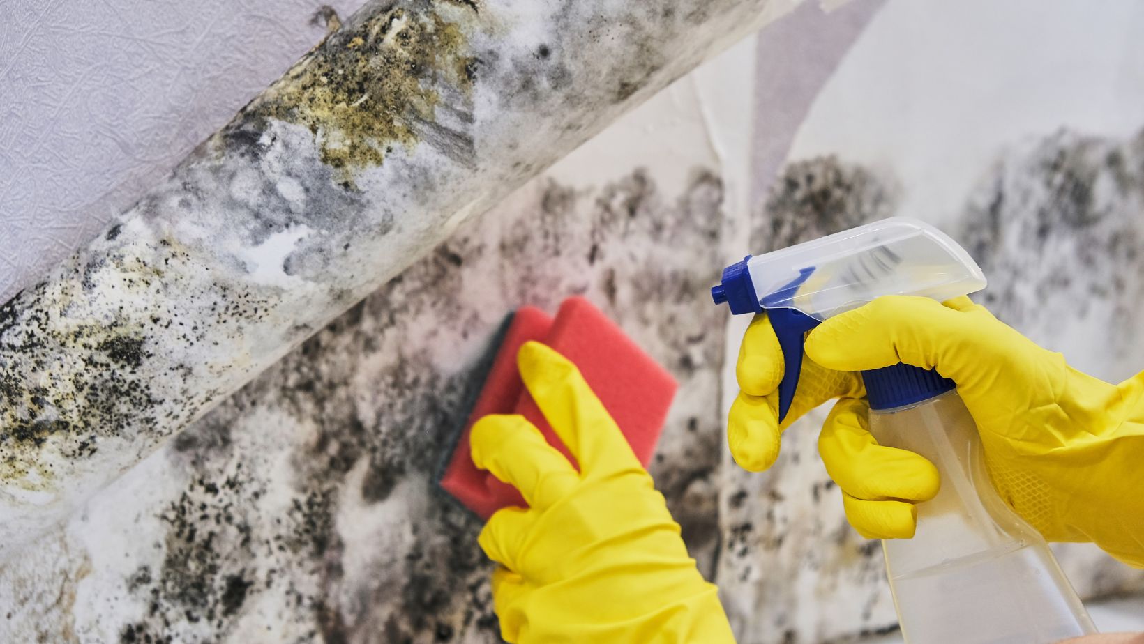 The 5 signs you need mold removal in toronto