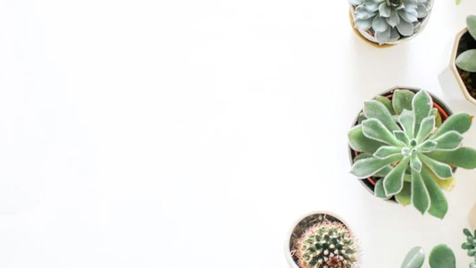A beginner s guide to growing houseplants