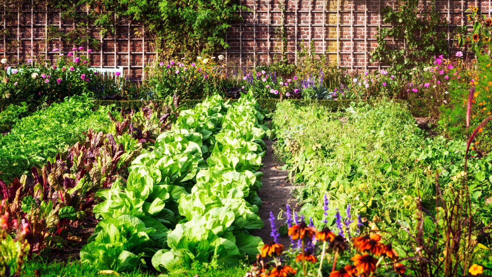 Smart ways to nourish and protect your plants