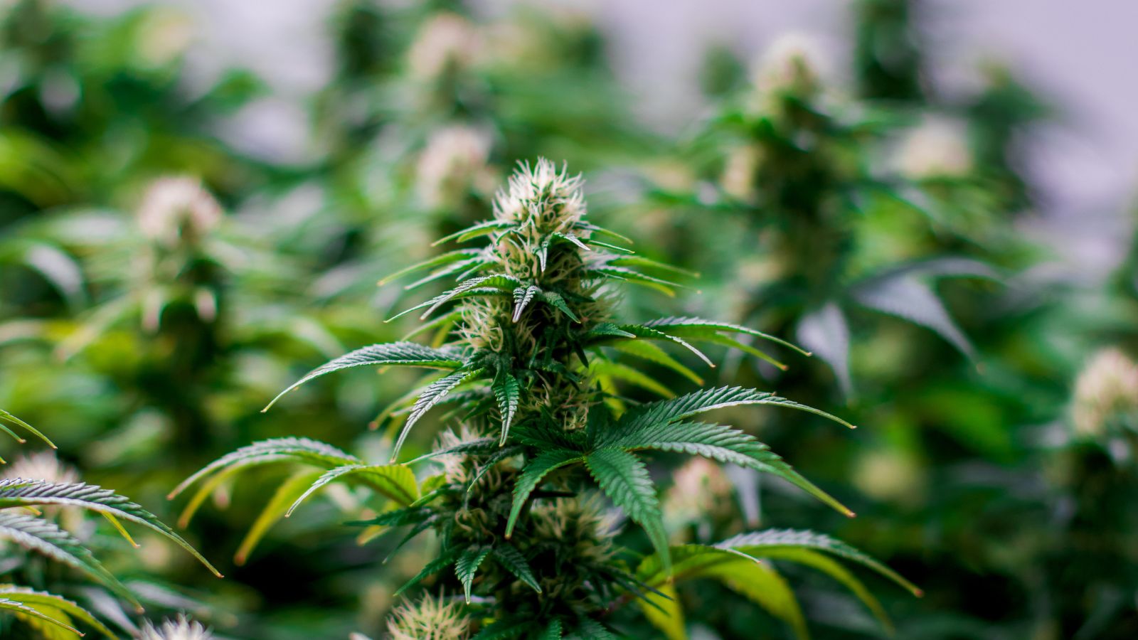 The environmental benefits of growing cannabis at home