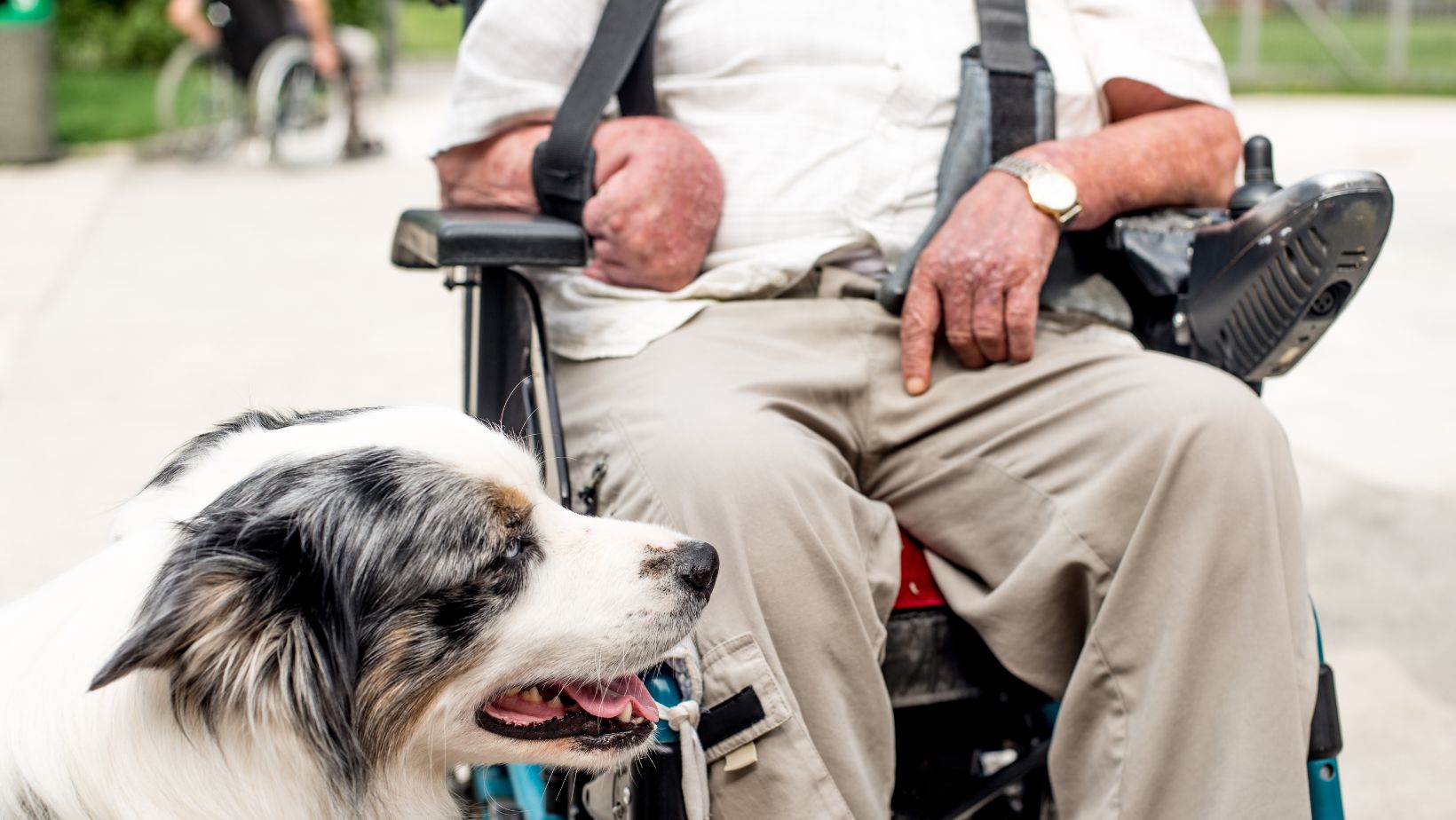 Your legal rights with an emotional support animal and how to protect yourself in 2025