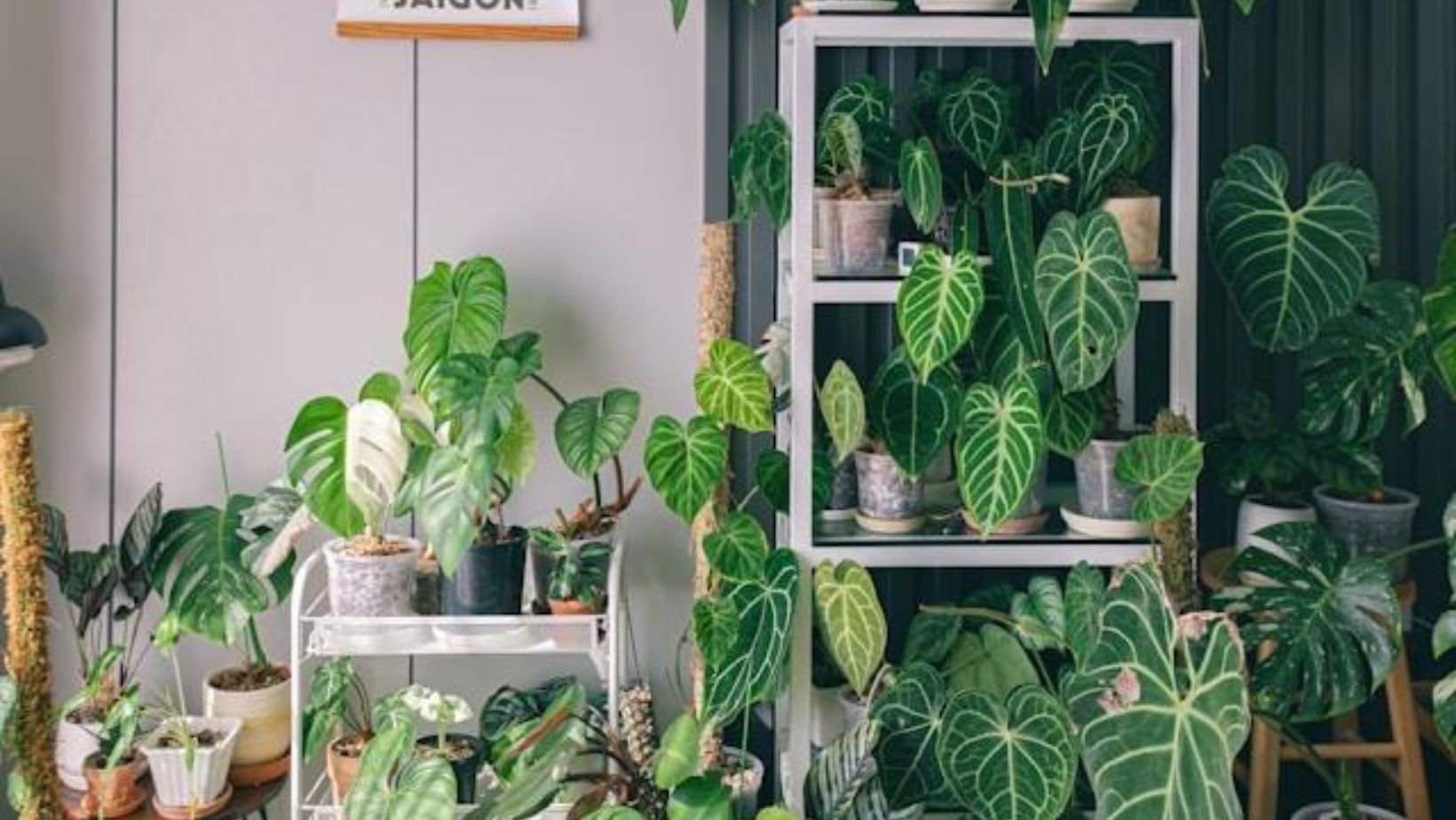 How to style a living room with houseplants