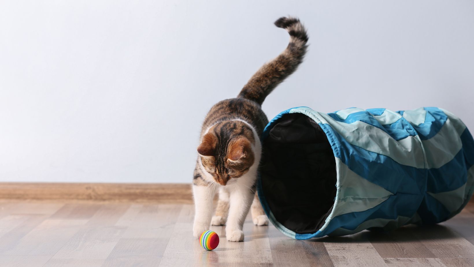 Say goodbye to mealtime chaos in multi cat homes