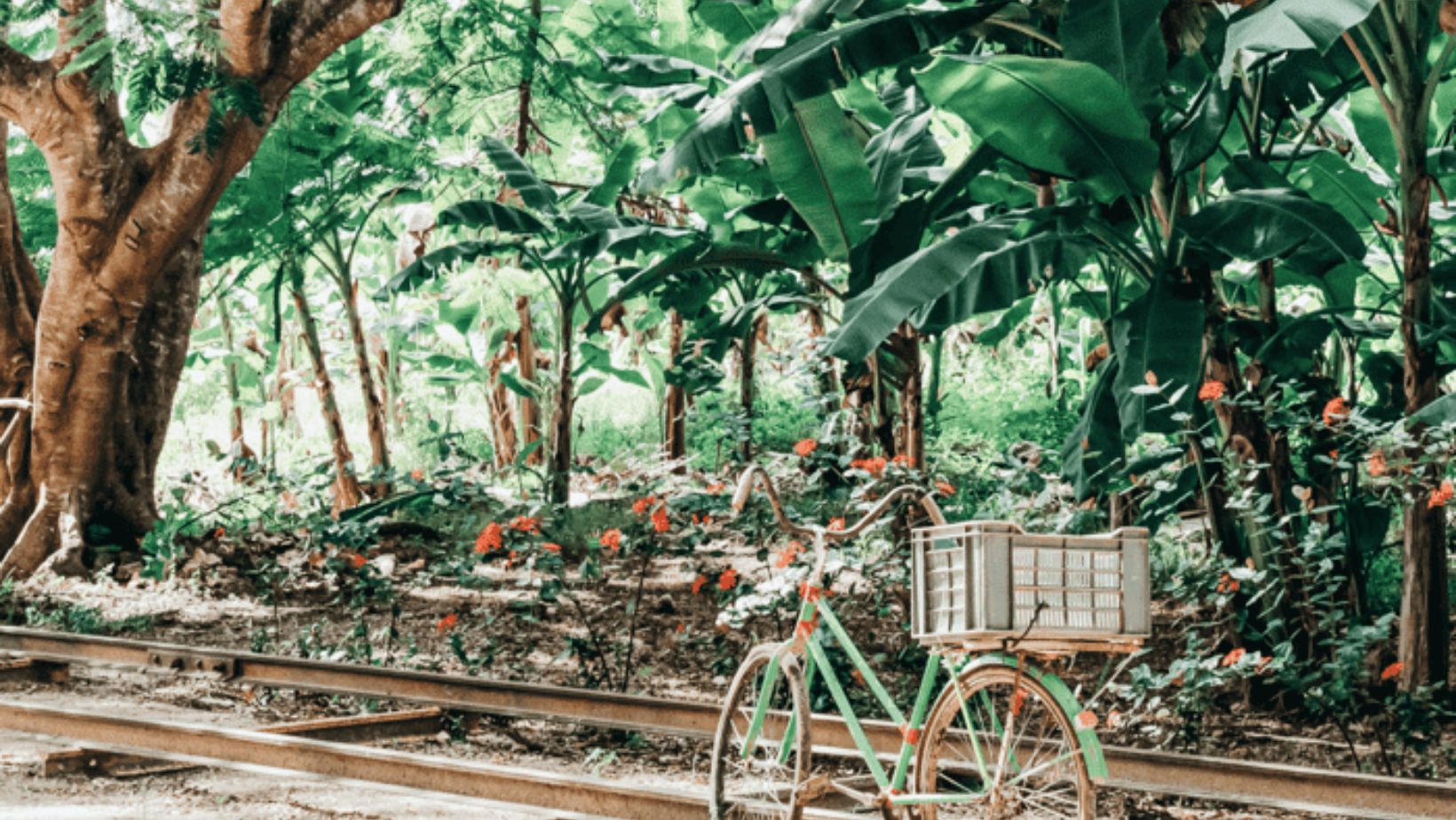 Vintage bicycle by tropical garden railway.