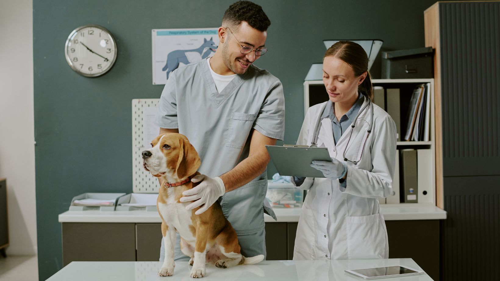 The unexpected freedom that comes from understanding your dogs medicine cabinet