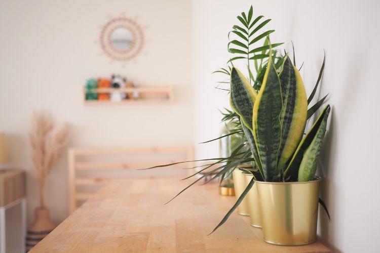 biophilic design, indoor well being, biophilic interiors, wellness interior design, nature inspired design, healthy indoor spaces, biophilic home design, indoor nature elements, sustainable interior design, biophilic office design