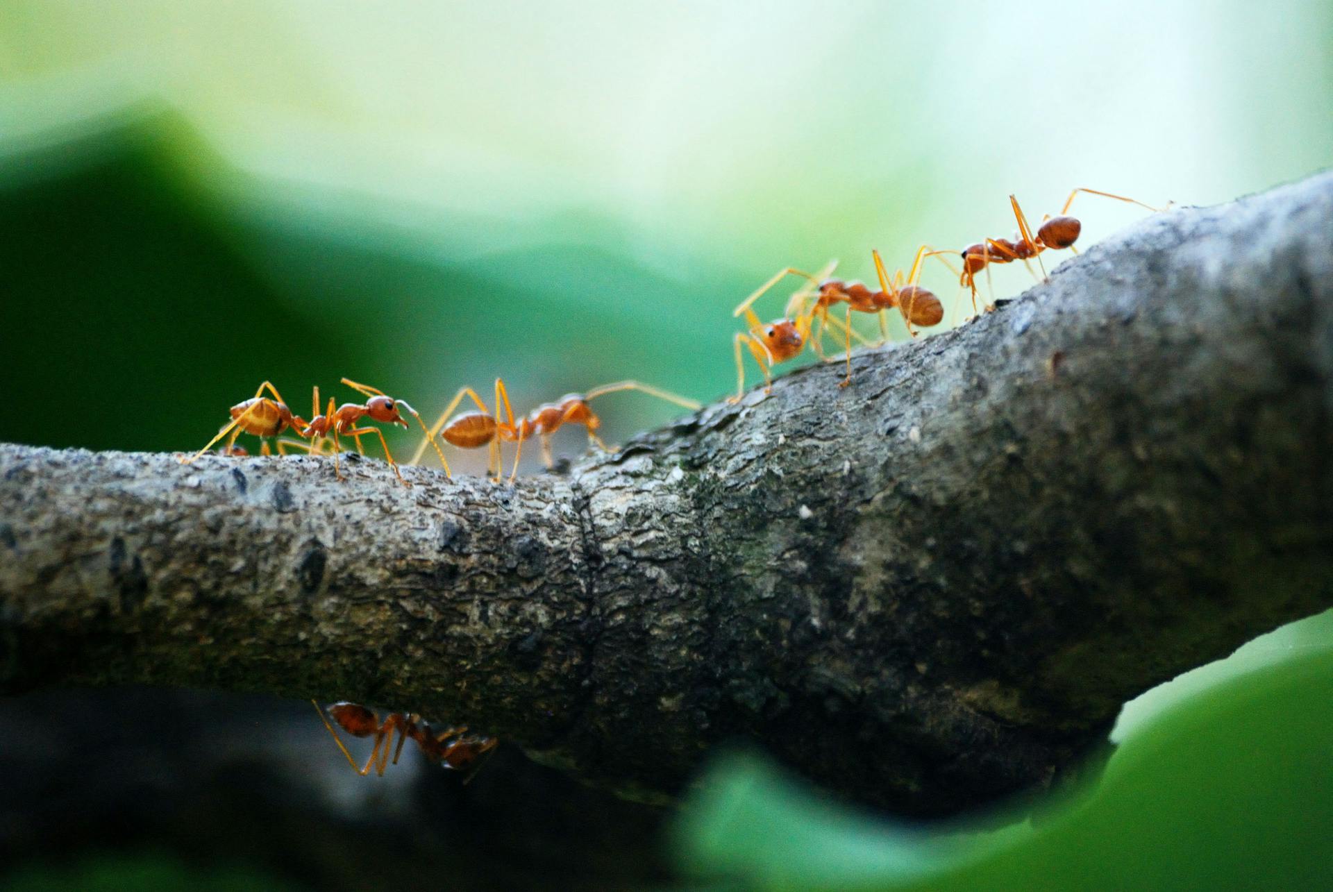 How do seasonal ant invasions and recurring trail control in delaware