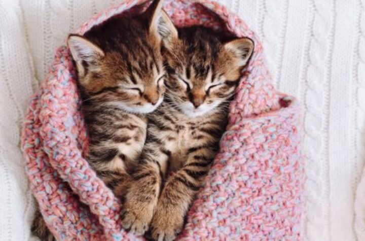 How cats heal people