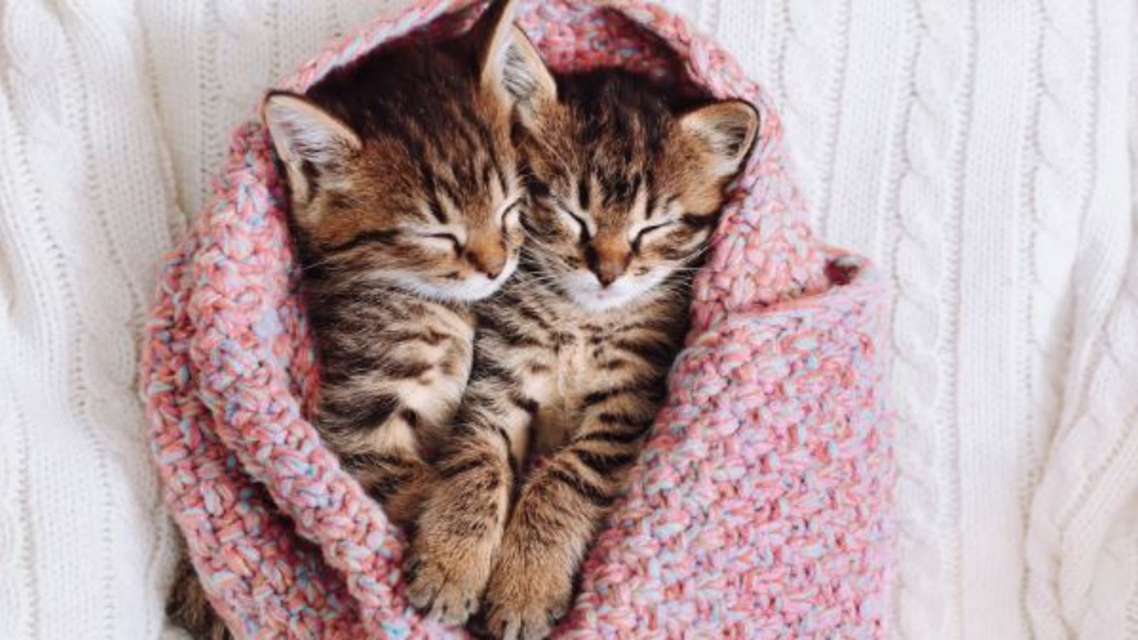 How cats heal people