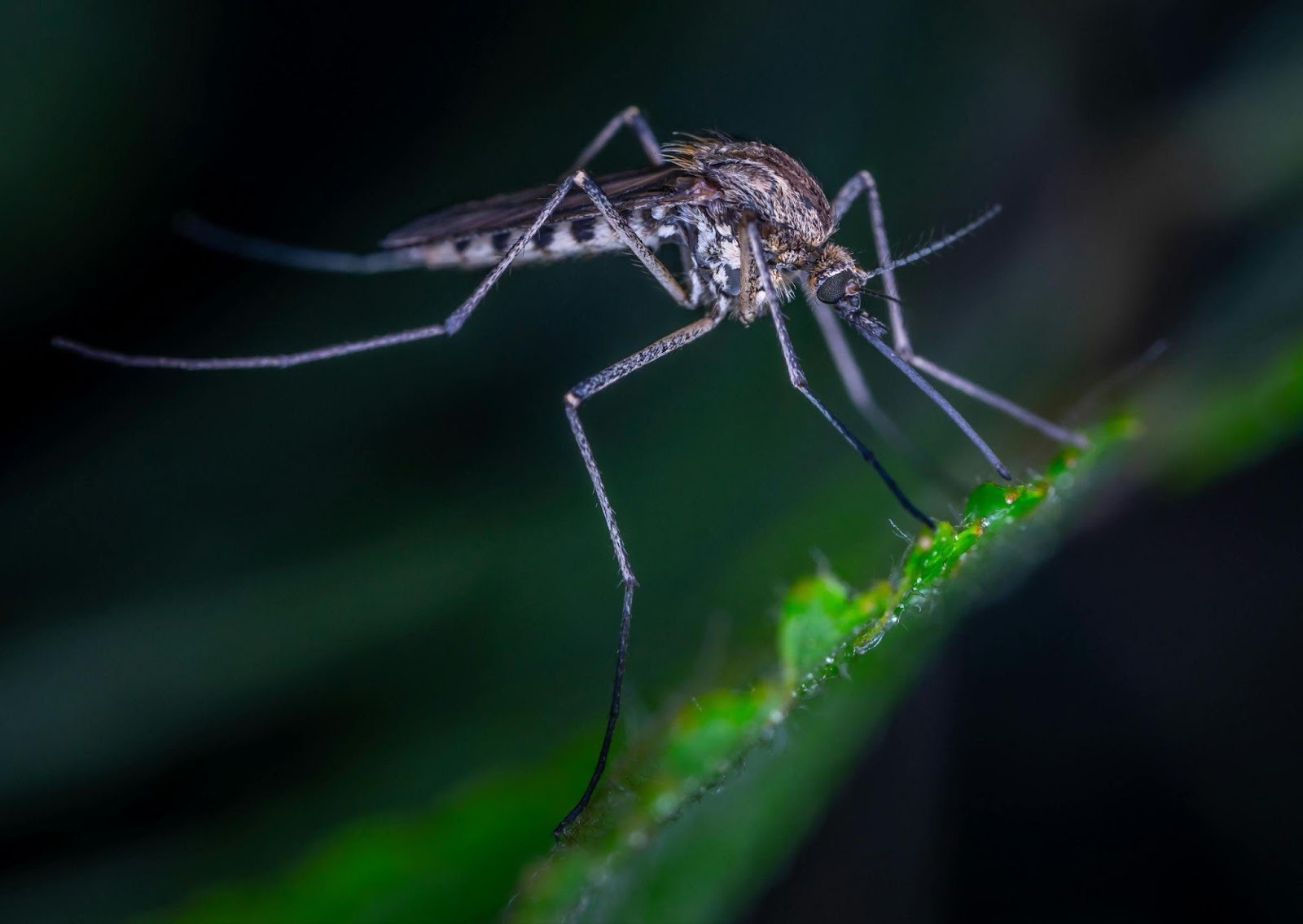 Mosquito proof your patio with smart upgrades